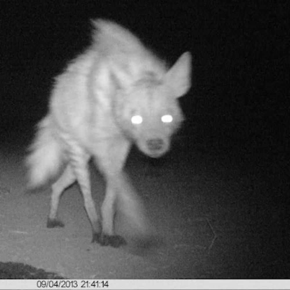 Meet your Posher, Ghost